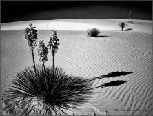 white sands national monument.jpg